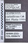Etiketten zu Glyphonyx carinifrons (Candèze, 1893) (NHMW-ZOO-COL-0008479)